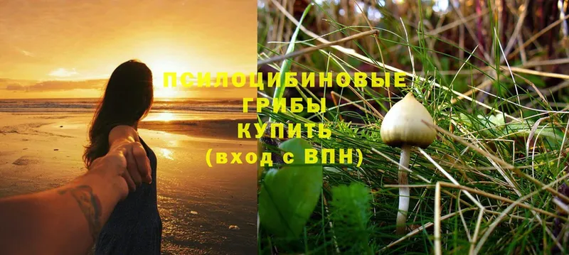 Псилоцибиновые грибы Cubensis  Кущёвская 